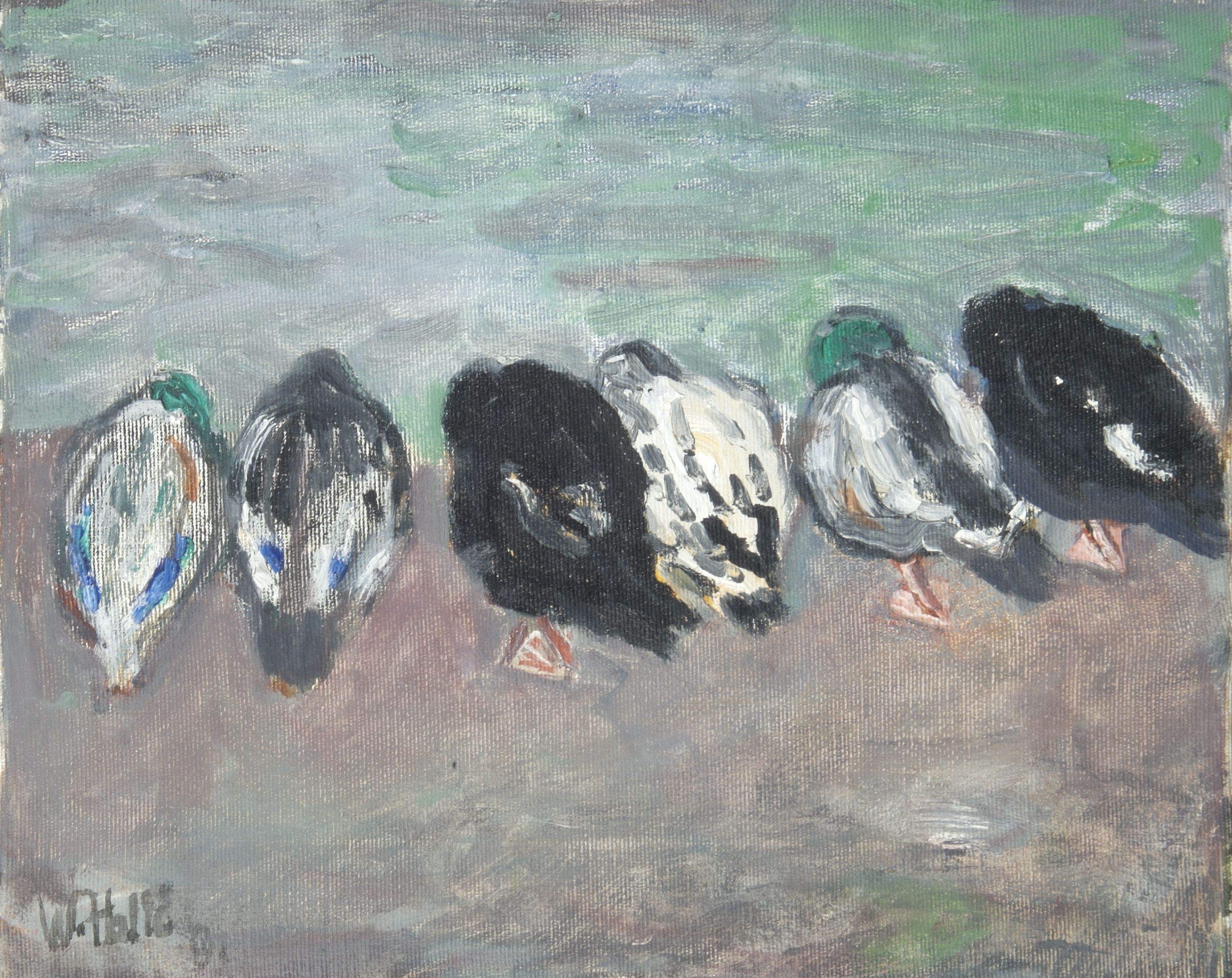 Ducks Resting