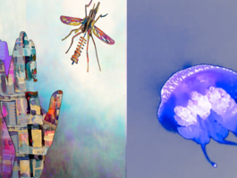 insects, buildings and a sea urchin
