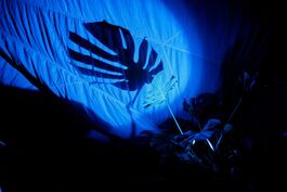 Torch light shone through a large palm leaf in a dark space. It projects a a big shadow of the leaf in a pool of blue light on a billowing tent wall