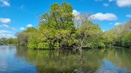 Tooting pond