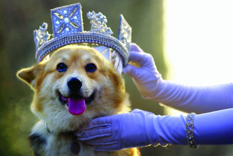 Corgi with crown being placed on head by woman's purple-gloved hands