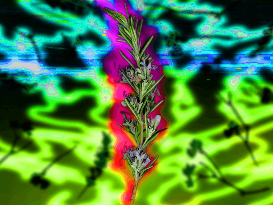 A twig of lavender floating in space, with more twigs of lavender and other wild flowers floating in the background. Colours have been emphasised and distorted to create a psychedelic effect. 