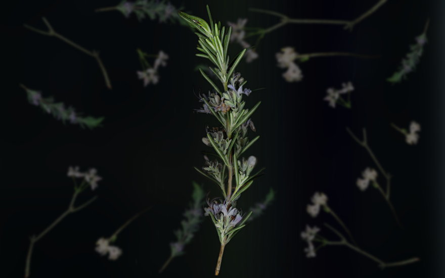 A twig of lavender floating in space, with more twigs of lavender and other wild flowers floating in the background. 