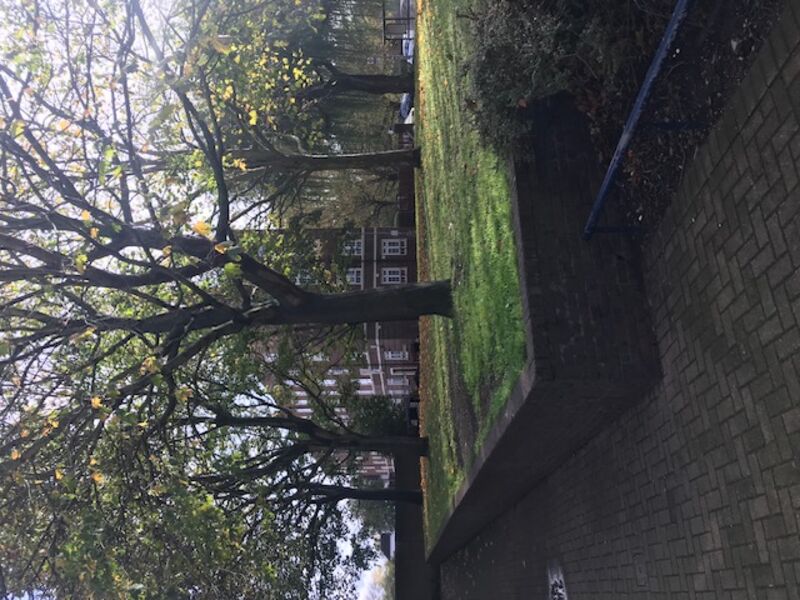 The raised green  