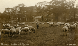 Image shows two children on Wandsworth Common surrounded by sheep