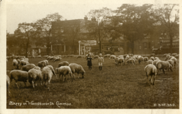 Vintage postcard showing sheep on Wandsworth Common. From the Patrick Loobey Collection, Wandsworth Libraries & Heritage Service.