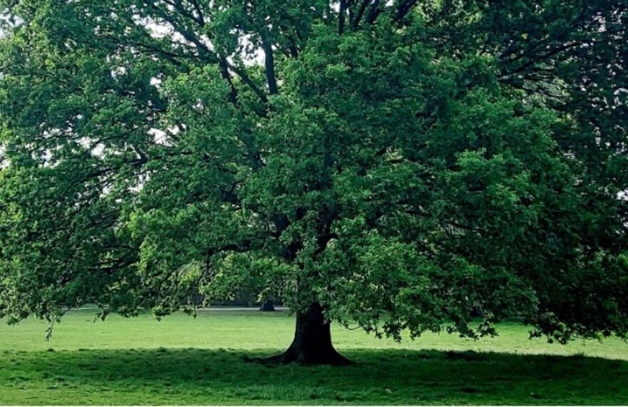 The Storytelling Oak, Wandsworth Common